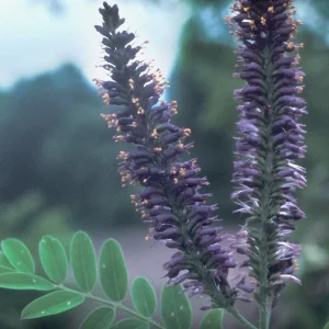False Indigo Live Plant | Amorpha fruticosa | 12-16 Inches Tall | Set of 2 Outdoor Shrubs - Image 3