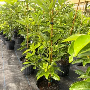 Fantastic Avocado Tree Live Plant – 3 Gallon Pot – 3 Feet Tall – Grafted - Image 3