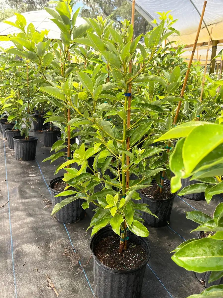 Fantastic Avocado Tree Live Plant – 3 Gallon Pot – 3 Feet Tall – Grafted - Image 3