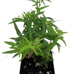 Feen Finger English Ivy Live Plant - 2.5