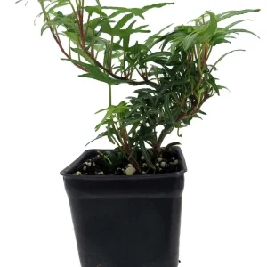 Feen Finger English Ivy Live Plant - 2.5