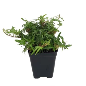 Feen Finger English Ivy Live Plant - 2.5