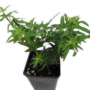 Feen Finger English Ivy Live Plant - 2.5