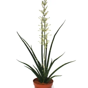 Fernwood Mikado Snake Plant Live Plant – Sansevieria – Easy Care – 2 inch Pot - Image 3
