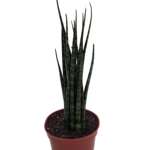 Fernwood Mikado Snake Plant Live Plant – Sansevieria – Easy Care – 2 inch Pot - Image 1