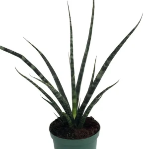 Fernwood Mikado Snake Plant Live Plant – Sansevieria – Easy Care – 2 inch Pot - Image 4