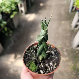 Fernwood Snake Plant Live Plant – Braided Sansevieria – Air Purifying Houseplant – 4in Pot - Image 3