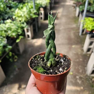 Fernwood Snake Plant Live Plant – Braided Sansevieria – Air Purifying Houseplant – 4in Pot - Image 4