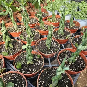 Fernwood Snake Plant Live Plant – Braided Sansevieria – Air Purifying Houseplant – 4in Pot - Image 5