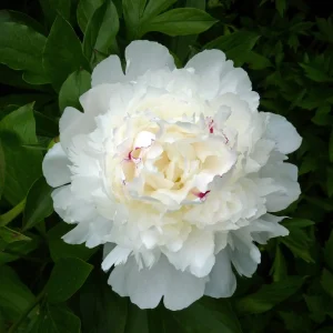 Festiva Maxima Peony Bareroot Plant - 2-3 Eye, White Double Blooms - Image 1