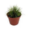 Fiber Optic Grass Live Plant - Isolepis cernua - Fairy Garden Plant - 2.5 inch Pot - Image 1