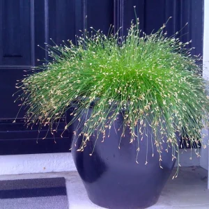 Fiber Optic Grass Live Plant - Isolepis cernua - Fairy Garden Plant - 2.5 inch Pot - Image 2