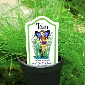 Fiber Optic Grass Live Plant - Isolepis cernua - Fairy Garden Plant - 2.5 inch Pot - Image 3