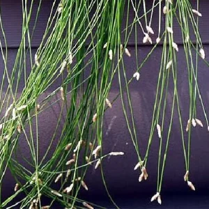 Fiber Optic Grass Live Plant - Isolepis cernua - Fairy Garden Plant - 2.5 inch Pot - Image 4