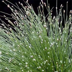 Fiber Optic Grass Live Plant - Isolepis cernua - Fairy Garden Plant - 2.5 inch Pot - Image 8