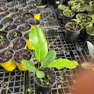 Ficus Audrey Live Plant - Ficus Benghalensis Banyan Tree - Healthy Well Rooted Indoor/Outdoor - Image 10