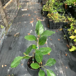 Ficus Audrey Live Plant - Ficus Benghalensis Banyan Tree - Healthy Well Rooted Indoor/Outdoor - Image 2