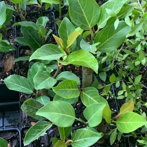 Ficus Audrey Live Plant - Ficus Benghalensis Banyan Tree - Healthy Well Rooted Indoor/Outdoor - Image 3