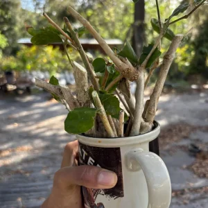 Ficus Audrey Live Plant - Ficus Benghalensis Banyan Tree - Healthy Well Rooted Indoor/Outdoor - Image 9