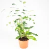 Ficus Benjamina Live Plant – Non-Variegated Weeping Fig – 4 inch Pot – Indoor - Image 1