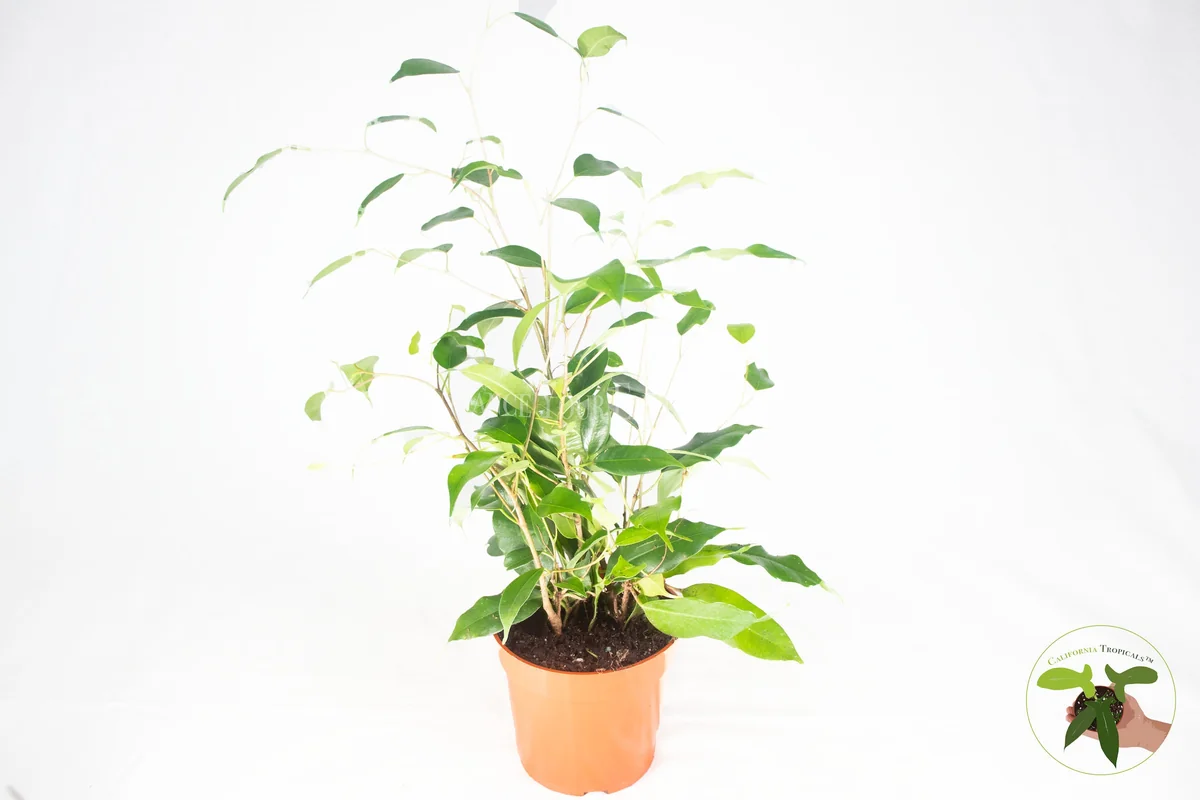 Ficus Benjamina Live Plant – Non-Variegated Weeping Fig – 4 inch Pot – Indoor - Image 1
