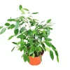 Ficus Benjamina Live Plant – Non-Variegated Weeping Fig – 8 inch Pot – Indoor - Image 1