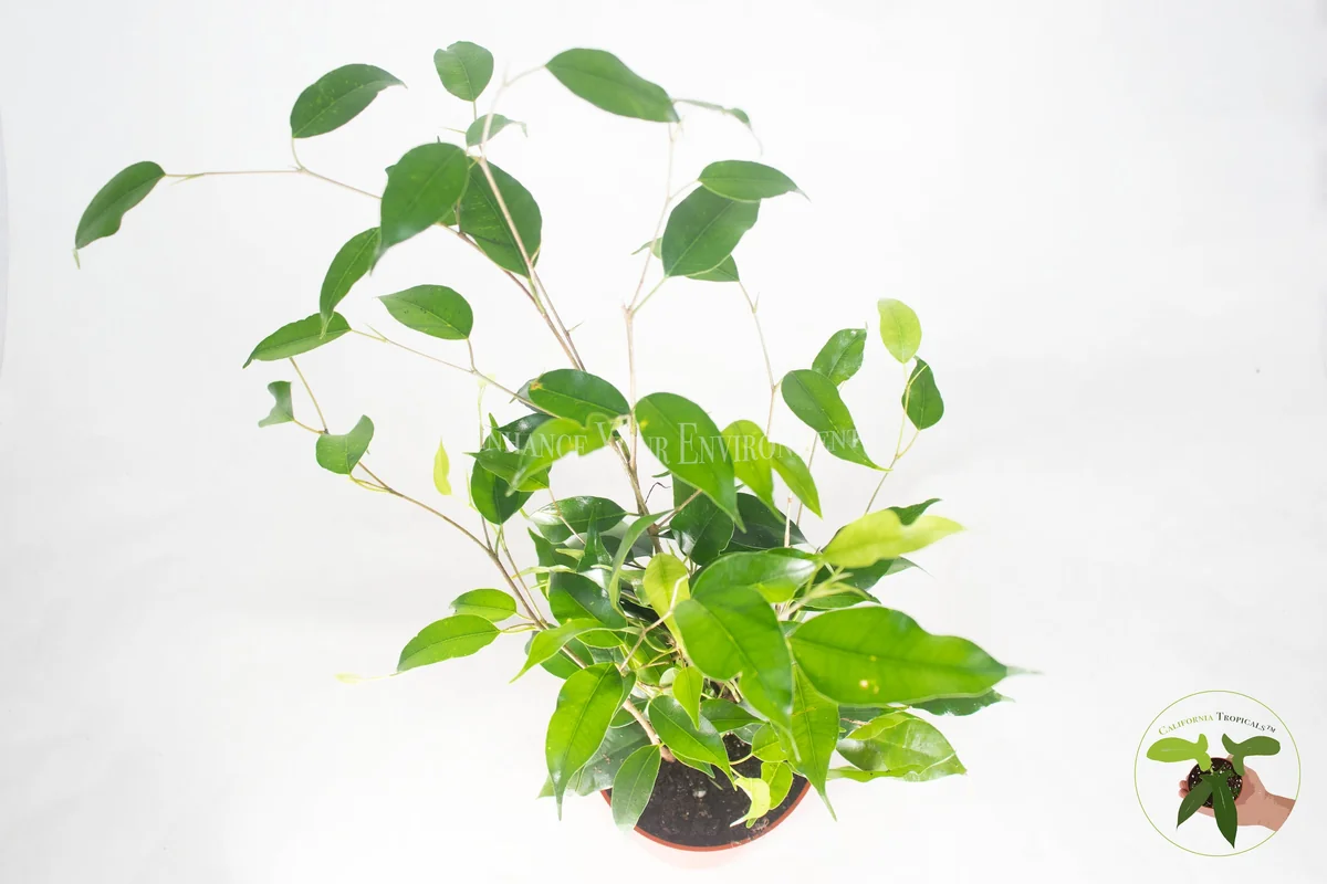 Ficus Benjamina Live Plant – Non-Variegated Weeping Fig – 4 inch Pot – Indoor - Image 2