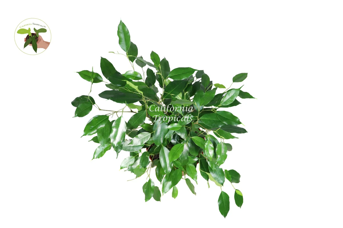 Ficus Benjamina Live Plant – Non-Variegated Weeping Fig – 8 inch Pot – Indoor - Image 2