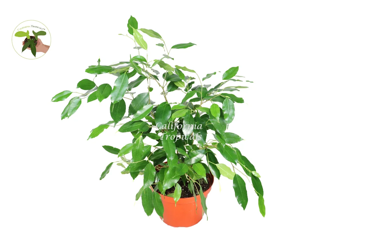 Ficus Benjamina Live Plant – Non-Variegated Weeping Fig – 8 inch Pot – Indoor - Image 1