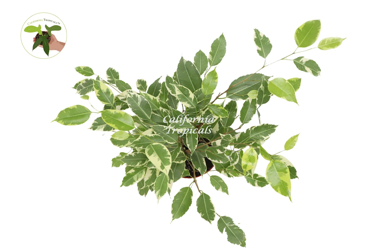 Ficus Benjamina Variegated Live Plant – 6 inch Pot – Indoor Houseplant - Image 2