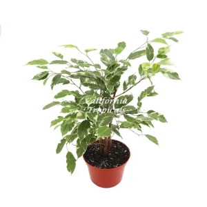 Ficus Benjamina Variegated Live Plant – 6 inch Pot – Indoor Houseplant - Image 1