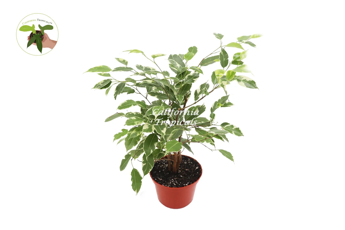 Ficus Benjamina Variegated Live Plant – 6 inch Pot – Indoor Houseplant - Image 1
