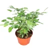 Ficus Benjamina Variegated Live Plant – 8 inch Pot – Indoor Houseplant - Image 1