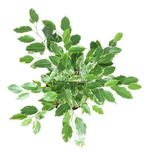 Ficus Benjamina Variegated Live Plant – 8 inch Pot – Indoor Houseplant - Image 2