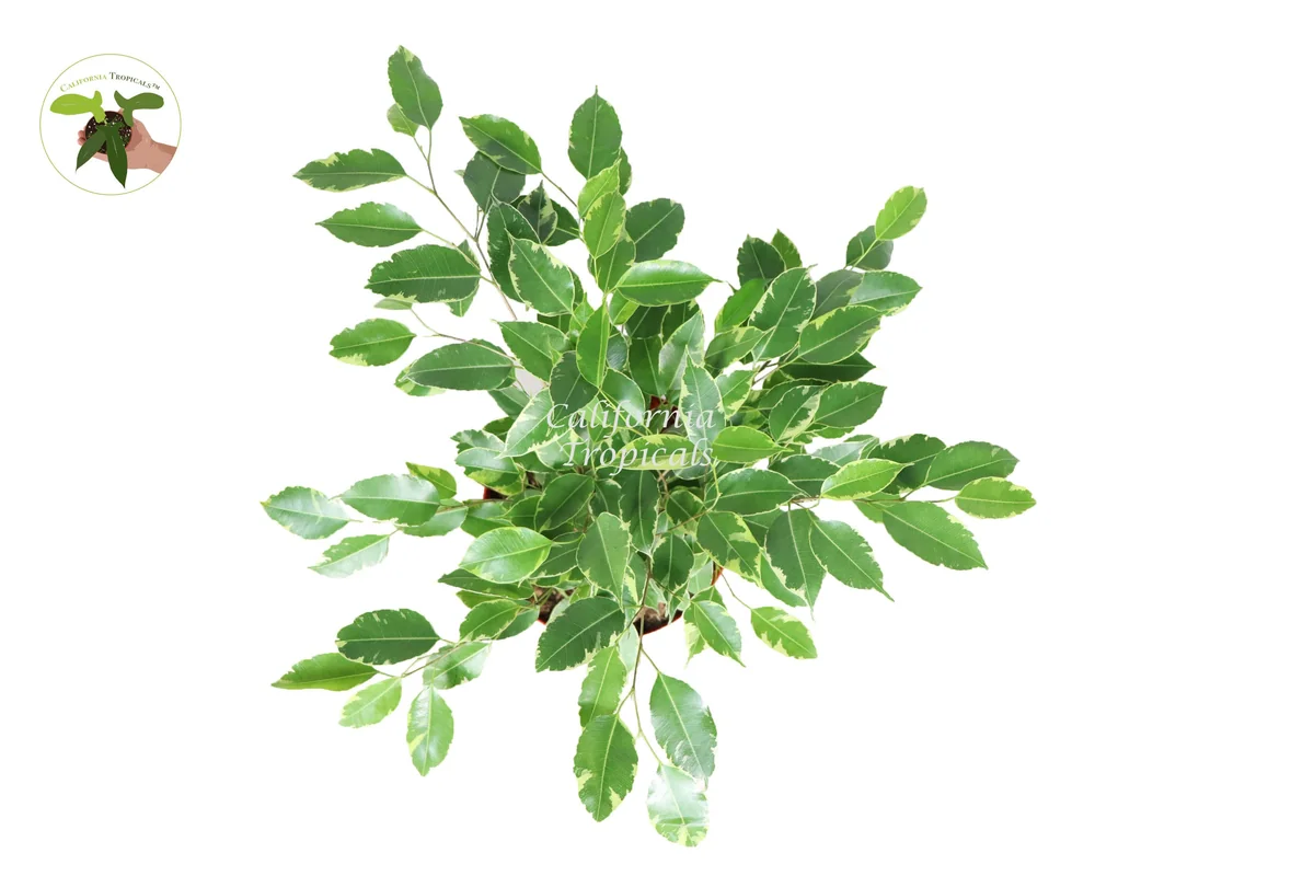 Ficus Benjamina Variegated Live Plant – 8 inch Pot – Indoor Houseplant - Image 2