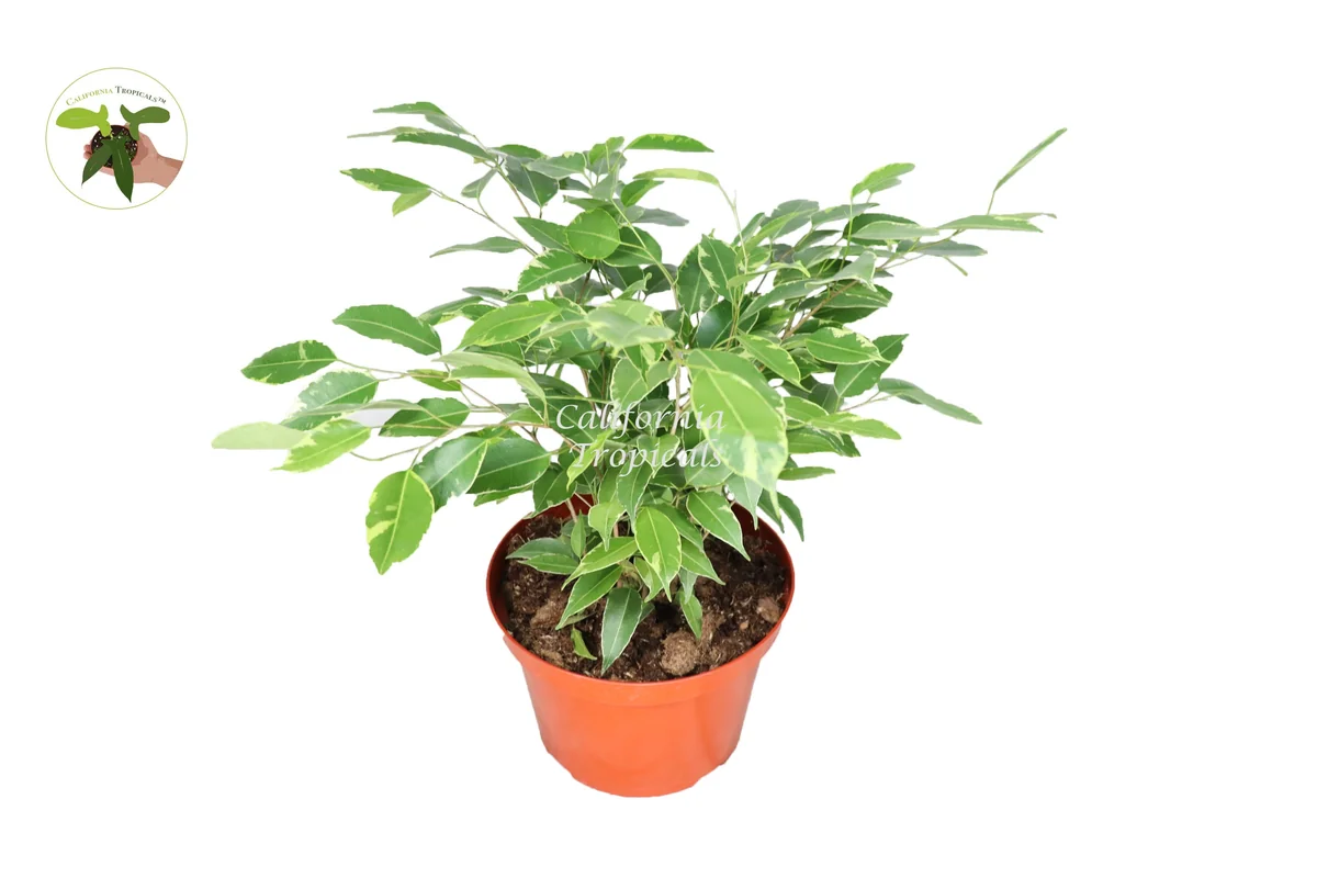 Ficus Benjamina Variegated Live Plant – 8 inch Pot – Indoor Houseplant - Image 1