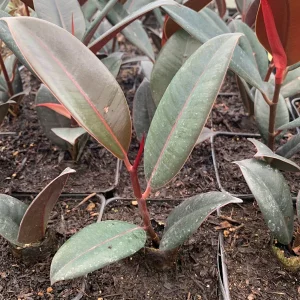 Ficus Elastica 'Burgundy' Live Plant – 4 inch Pot – Indoor Rubber Plant - Image 2