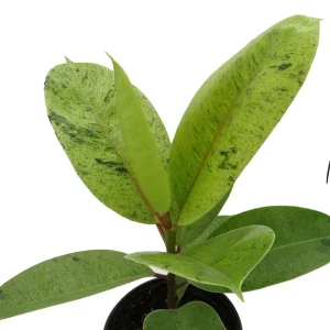 Ficus Elastica Shivereana Live Plant - Moonshine Rubber Tree - 6" Pot - Indoor - Image 2