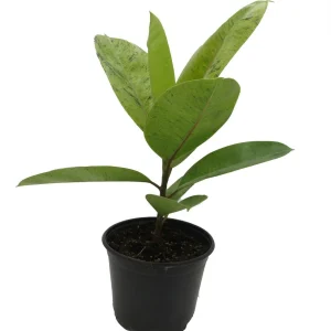 Ficus Elastica Shivereana Live Plant - Moonshine Rubber Tree - 6