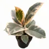 Ficus elastica Tineke Variegated Rubber Tree Live Houseplant - Indoor Plant - Image 1