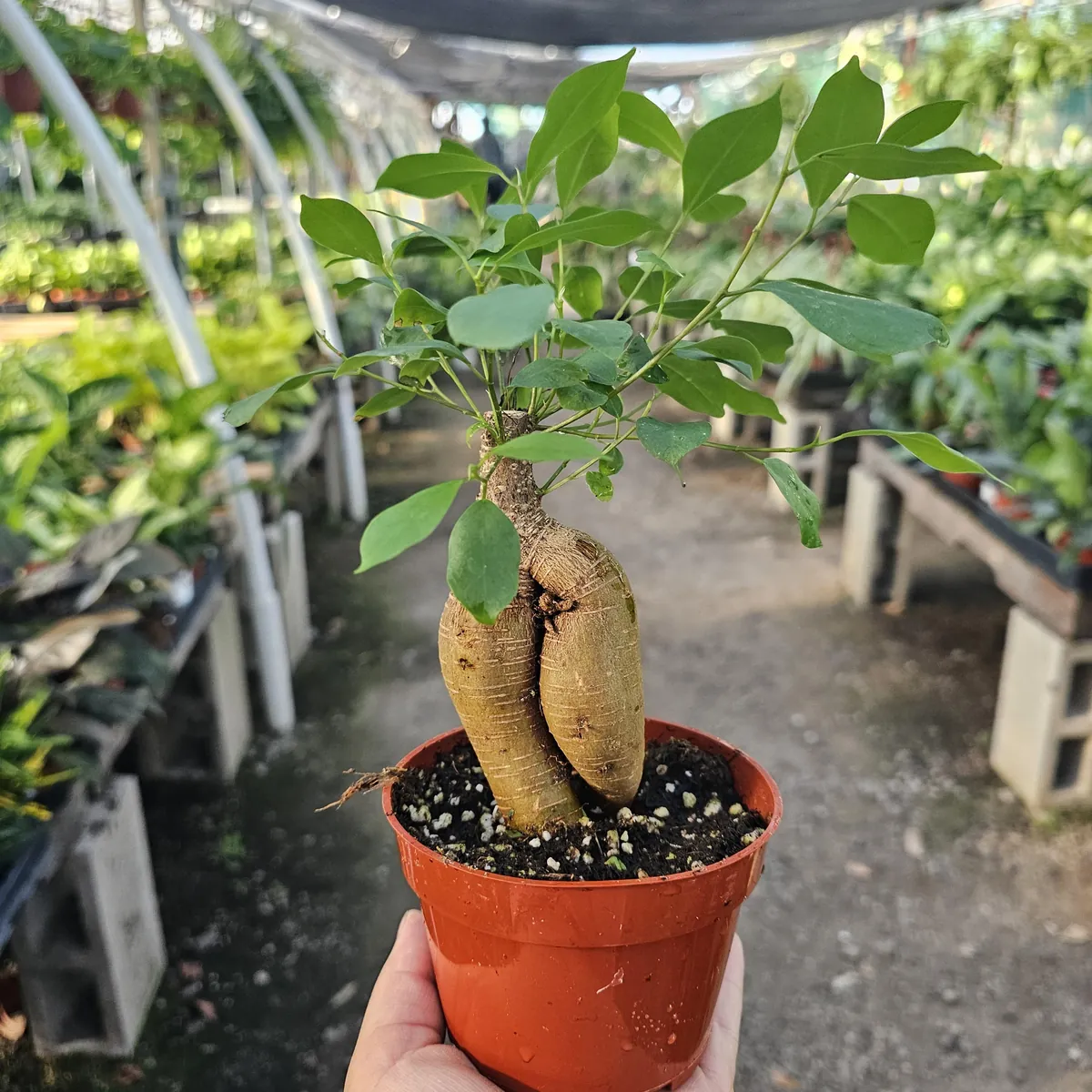 Ficus Ginseng Live Plant – Ficus Microcarpa Bonsai Tree – 4in Pot – Indoor Foliage - Image 3