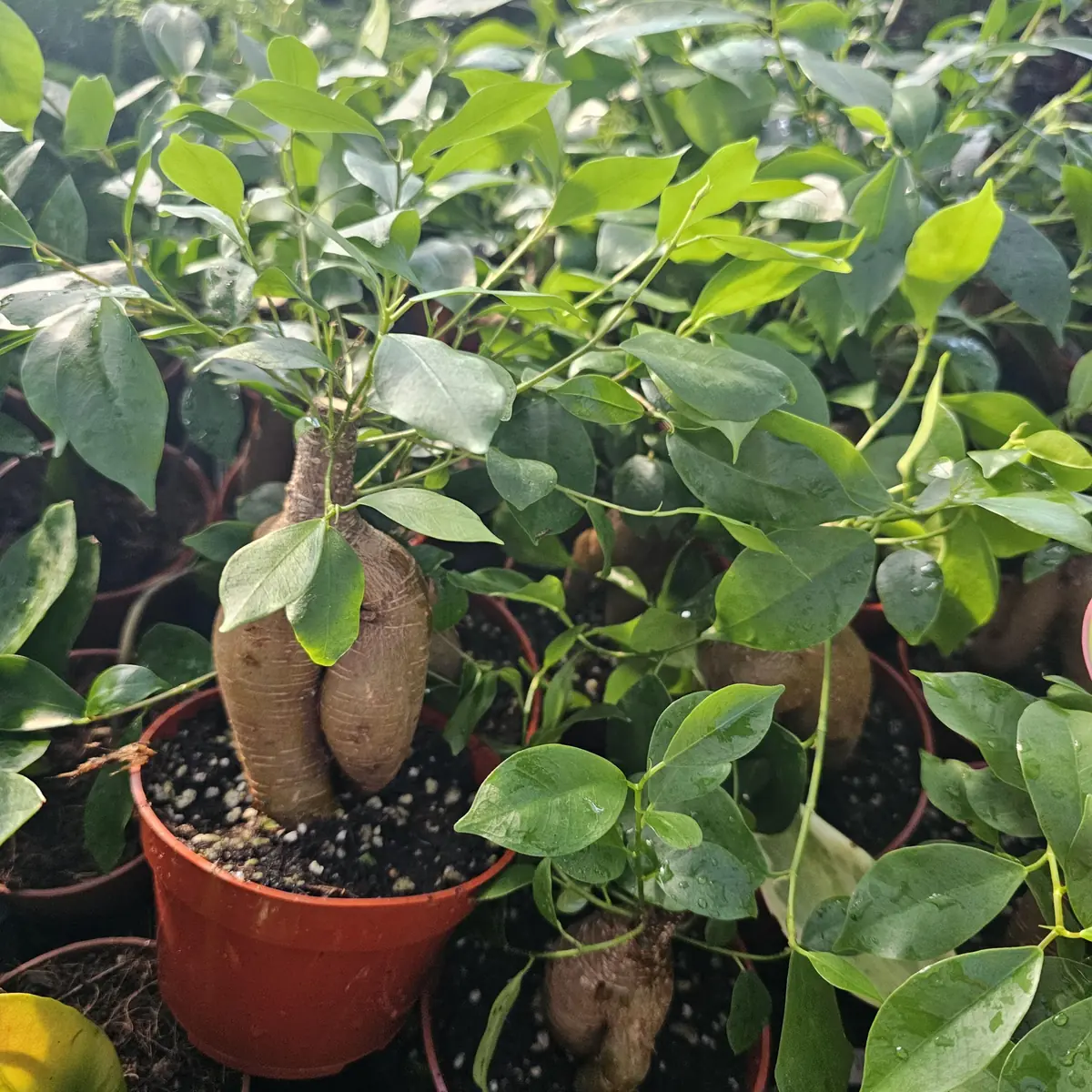 Ficus Ginseng Live Plant – Ficus Microcarpa Bonsai Tree – 4in Pot – Indoor Foliage - Image 4