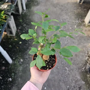 Ficus Ginseng Live Plant – Ficus Microcarpa Bonsai Tree – 4in Pot – Indoor Foliage - Image 5