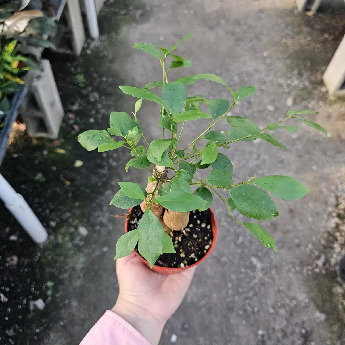 Ficus Ginseng Live Plant – Ficus Microcarpa Bonsai Tree – 4in Pot – Indoor Foliage - Image 5