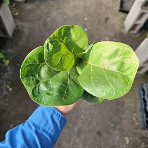Ficus Lyrata Compacta Little Fiddle Live Plant – 4 inch Pot – Indoor - Image 4