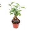Ficus Microcarpa Ginseng Live Plant – 4 inch Pot – Indoor Bonsai Tree - Image 1