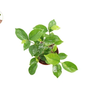 Ficus Microcarpa Ginseng Live Plant – 4 inch Pot – Indoor Bonsai Tree - Image 2