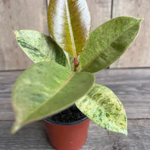 Ficus Shivereana Variegated Live Plant – Rare Indoor Houseplant – 4 inch Pot - Image 2