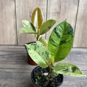 Ficus Shivereana Variegated Live Plant – Rare Indoor Houseplant – 4 inch Pot - Image 6