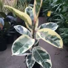 Ficus Tineke Live Plant – 2-3 Feet Tall – 3 Gallon Pot – Indoor Houseplant - Image 1